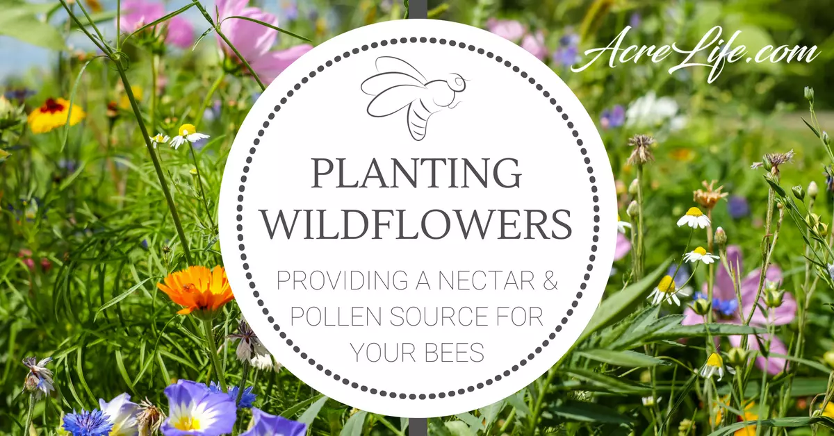Planting Wildflowers in 5 Easy Steps Acre Life Flowers for Bees