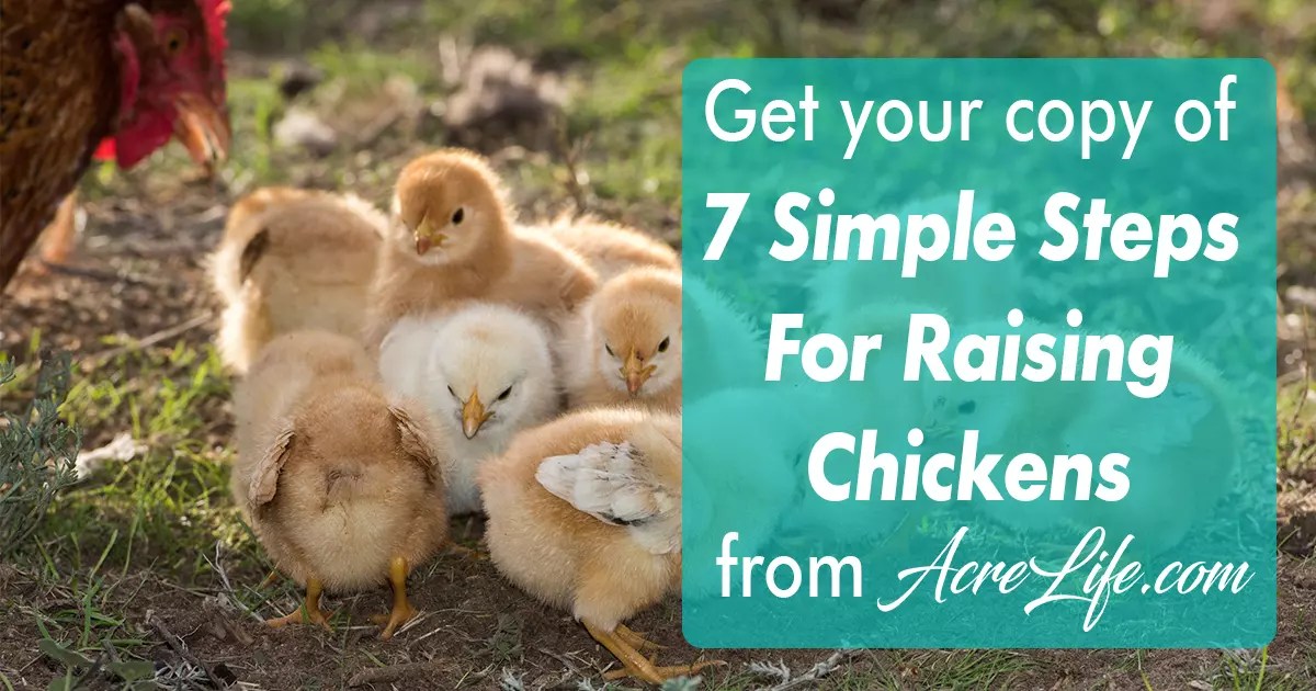7 Simple Steps for Raising Chickens Acre Life