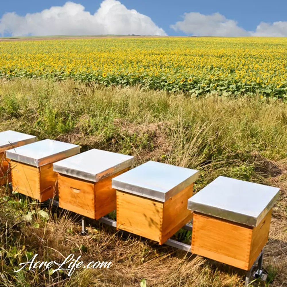 Where Do I Place The Hive? Acre Life Bee Hive Location
