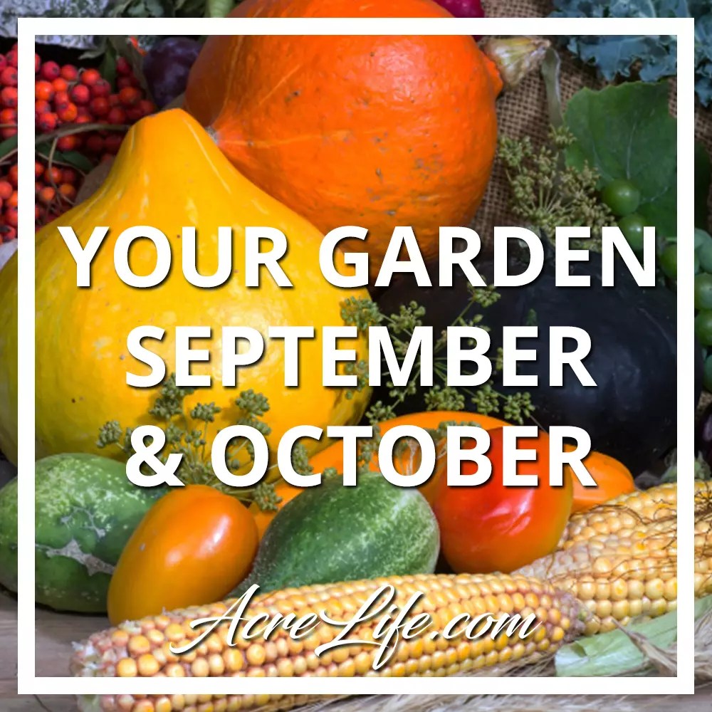 Your Vegetable Garden In September and October