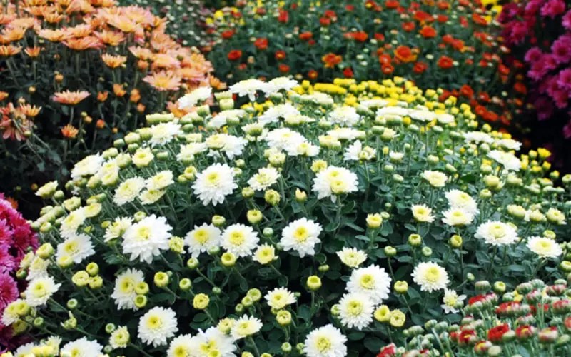 Chrysanthemums When To Plant Garden Mums Acre Life