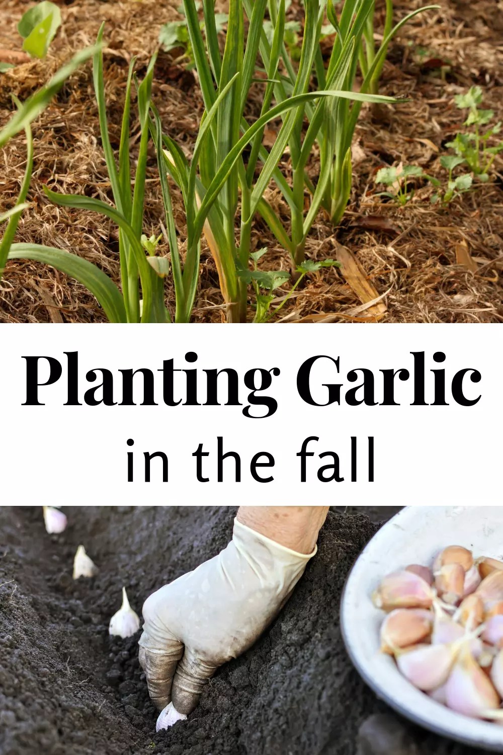 Planting Garlic in the Fall Acre Life