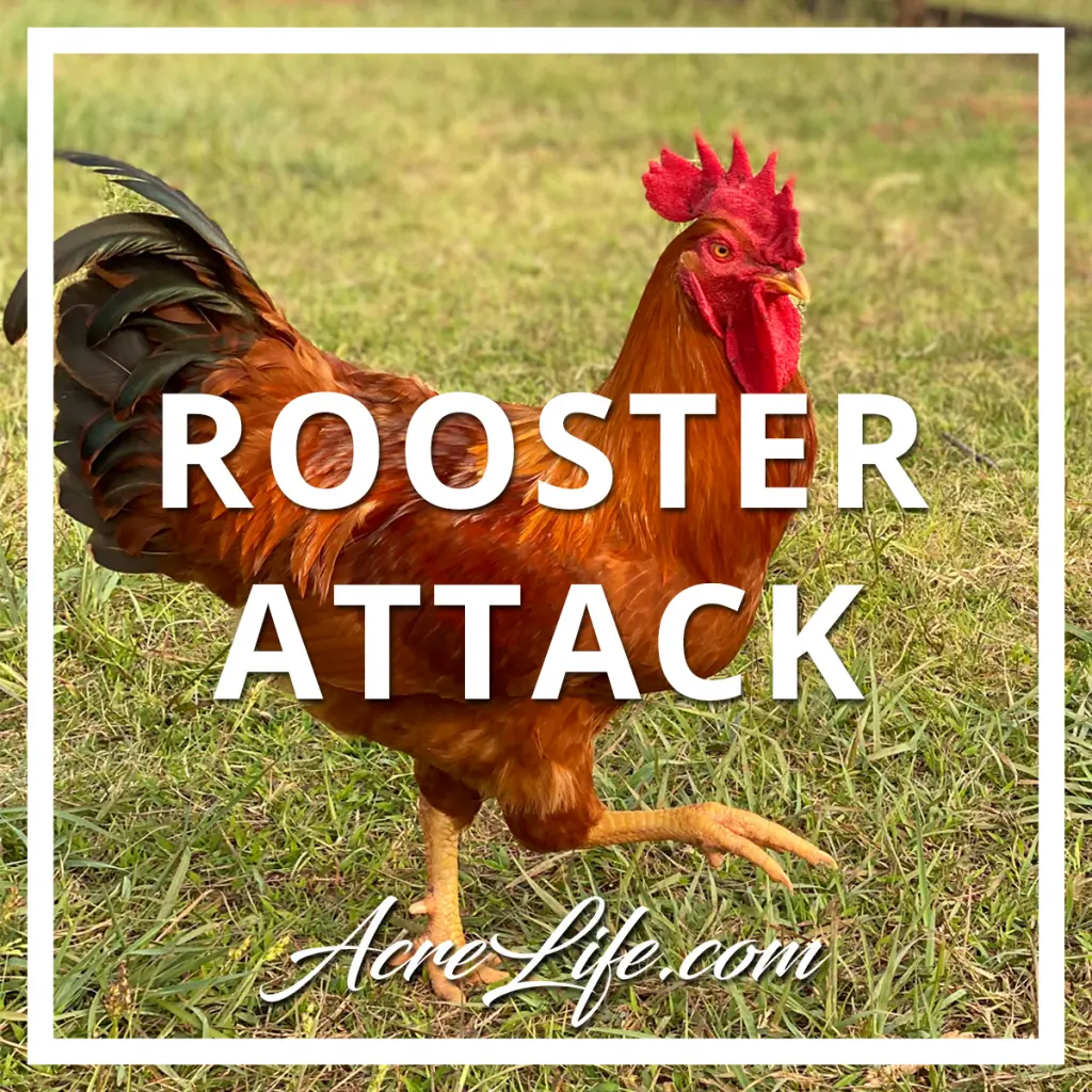 Why Did My Rooster Attack Me? Acre Life Chickens