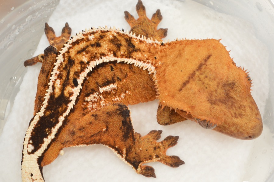 Crested Gecko for Sale