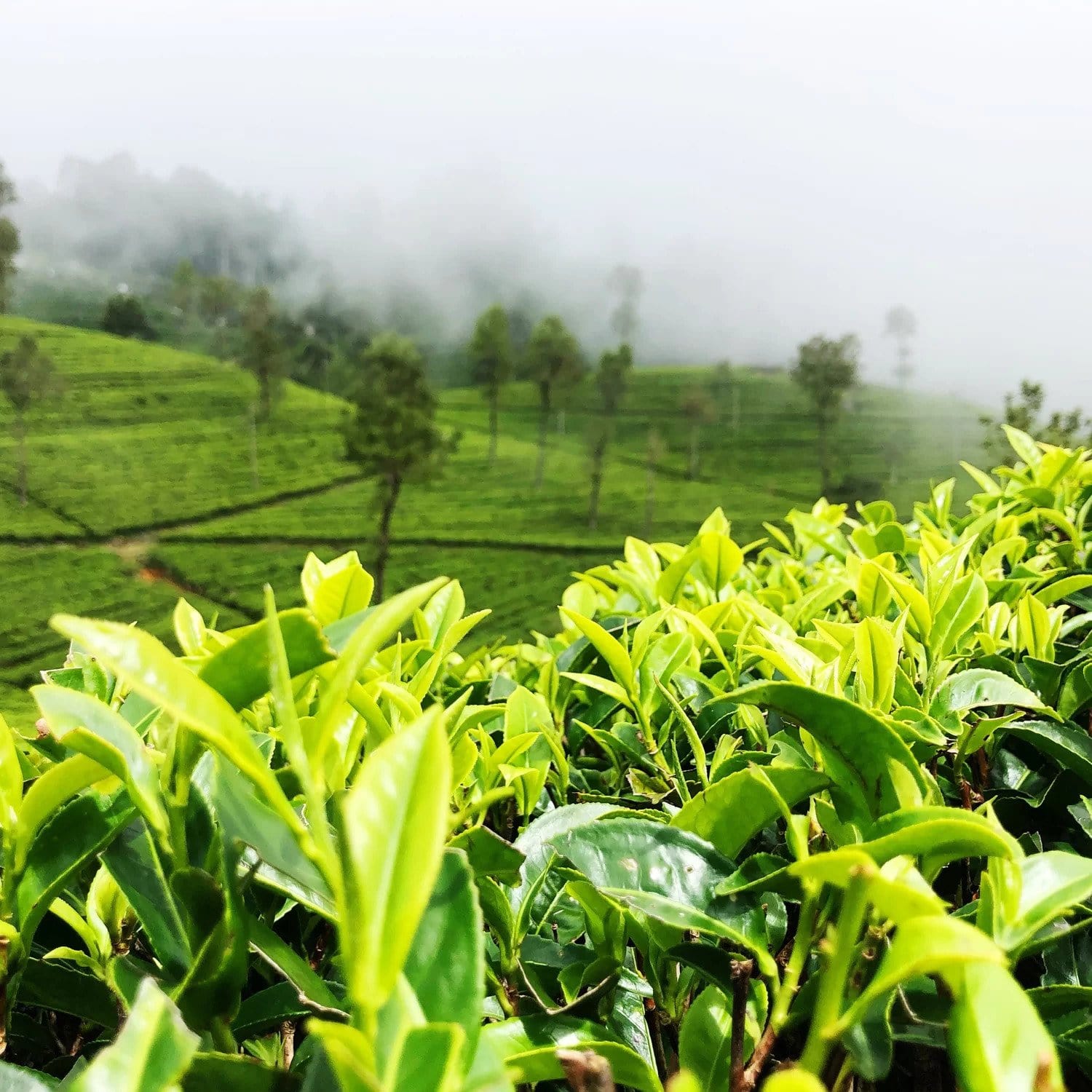Ceylon Tea Wholesale Supplier Best Source for Tea 😍 2024