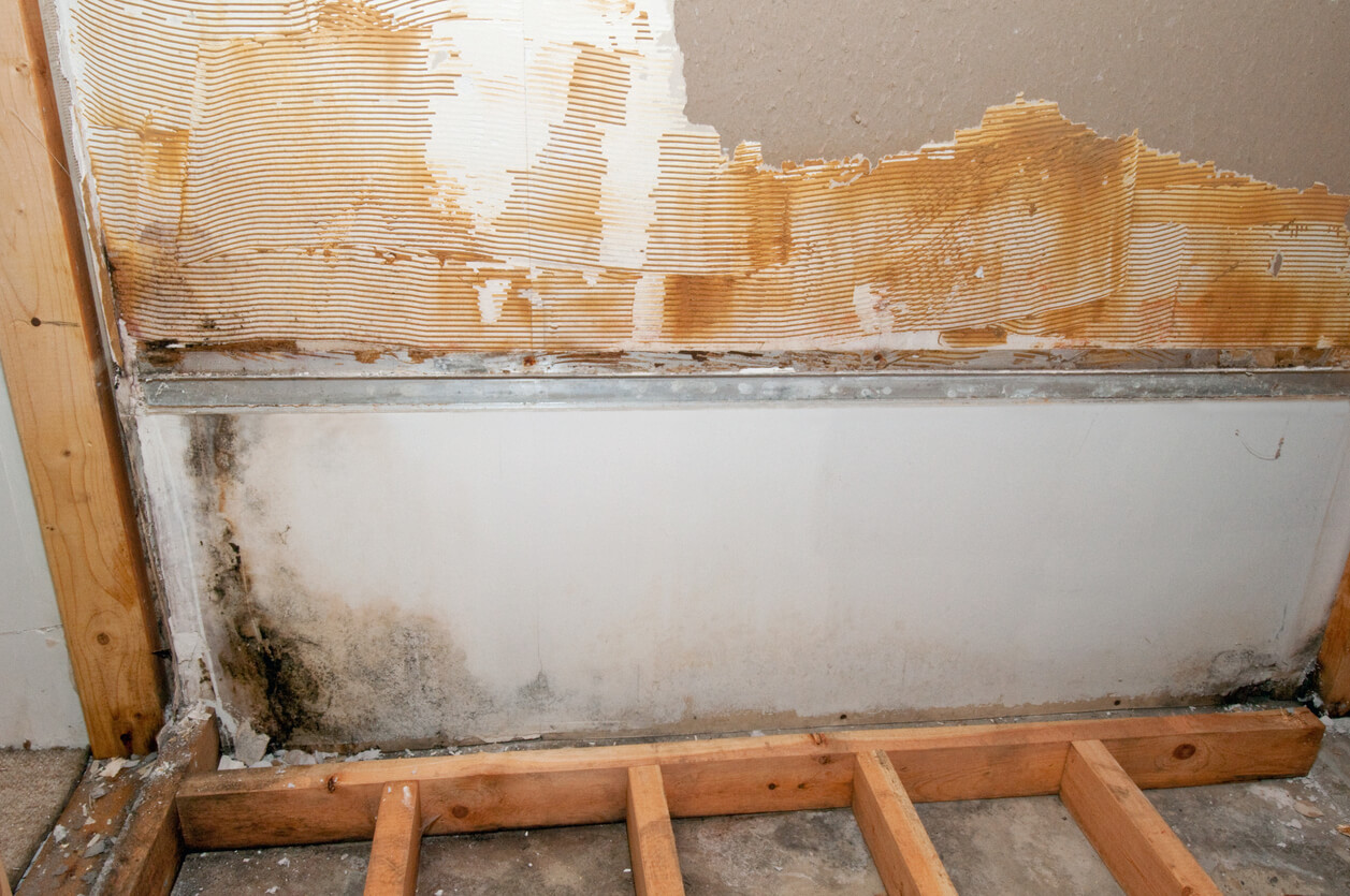 How To Recognize Warning Signs Of Mold In Your Home ACR Ltd.