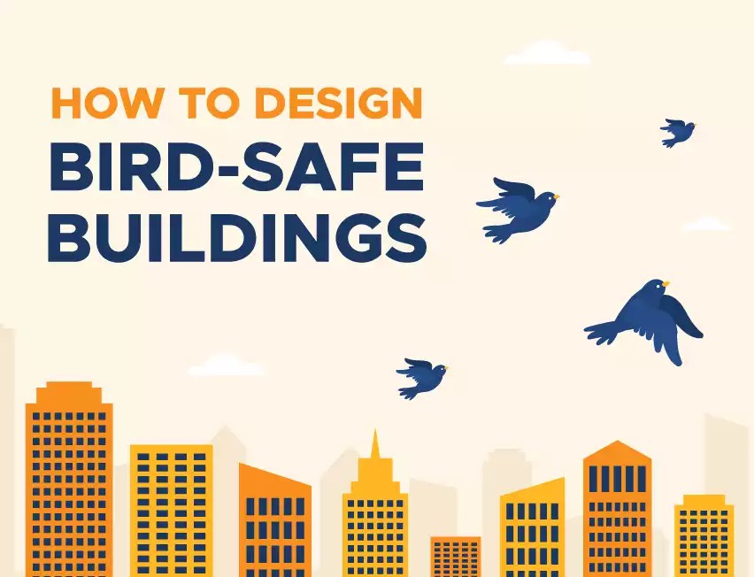 How to Design BirdSafe Buildings BigRentz