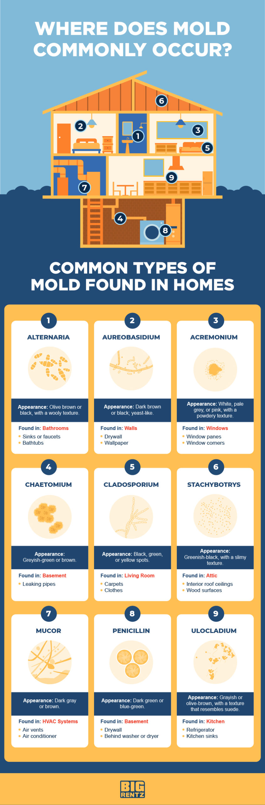 How to Create a MoldResistant Home BigRentz