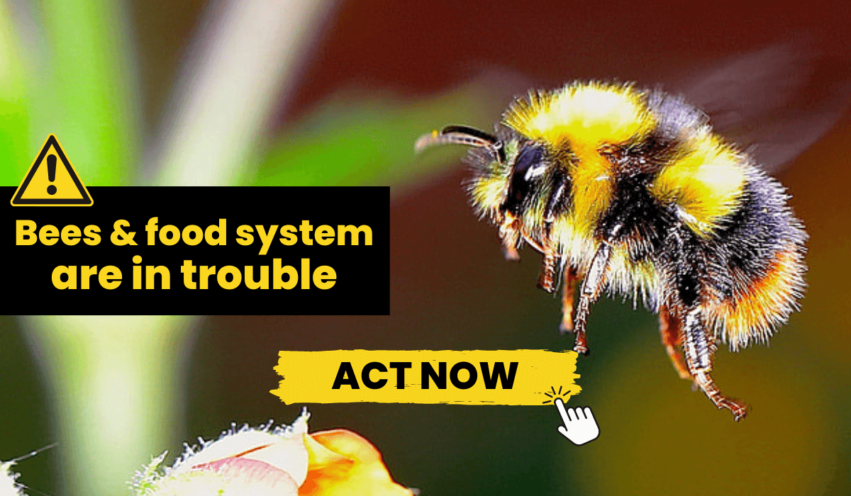 Tell Steven Guilbeault to ban harmful insecticides and herbicides to save the bees