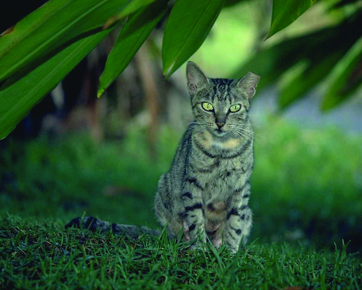 Home Animal Coalition of Tampa