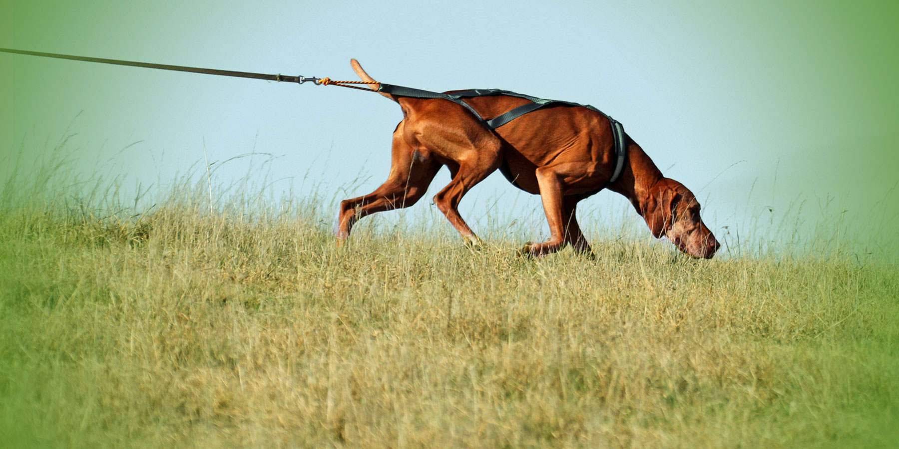 Tracking ACT Companion Dog Club