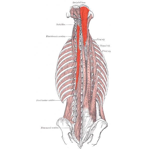 Triggerpunkter i nacke och huvud Actifys