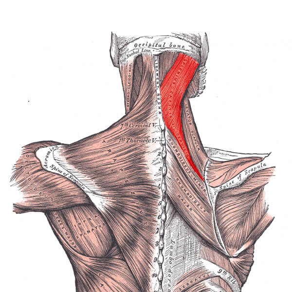 Triggerpunkter i nacke och huvud Actifys