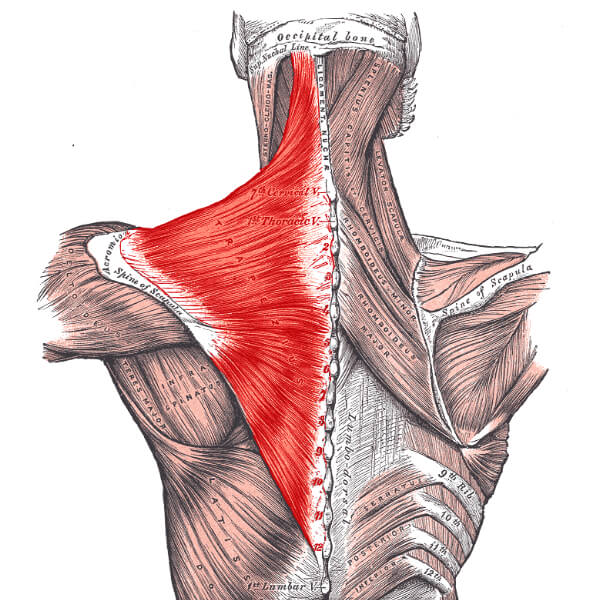 Triggerpunkter i nacke och huvud Actifys