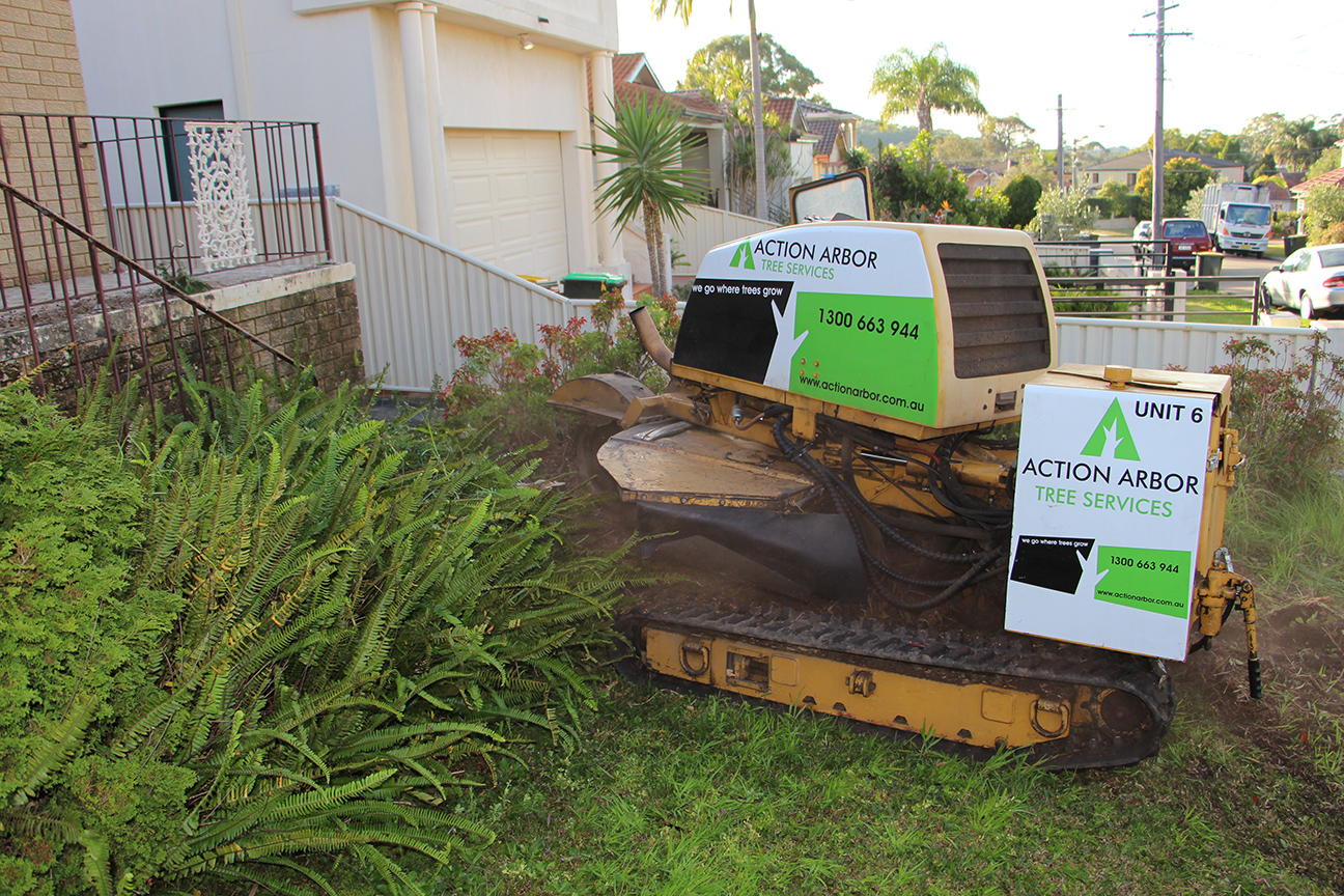 Sydney Tree Services Tree and Stump Removal Action Arbor