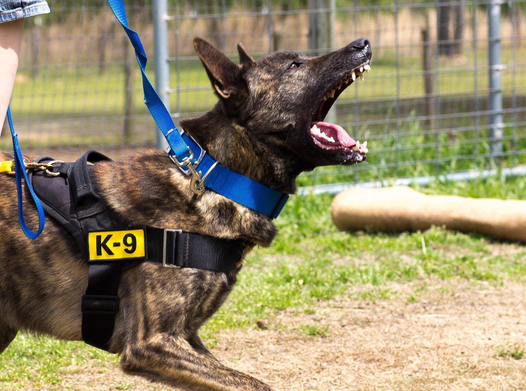 Security Dog Handlers London Dog Security London NASDU dog handlers London Dog Training