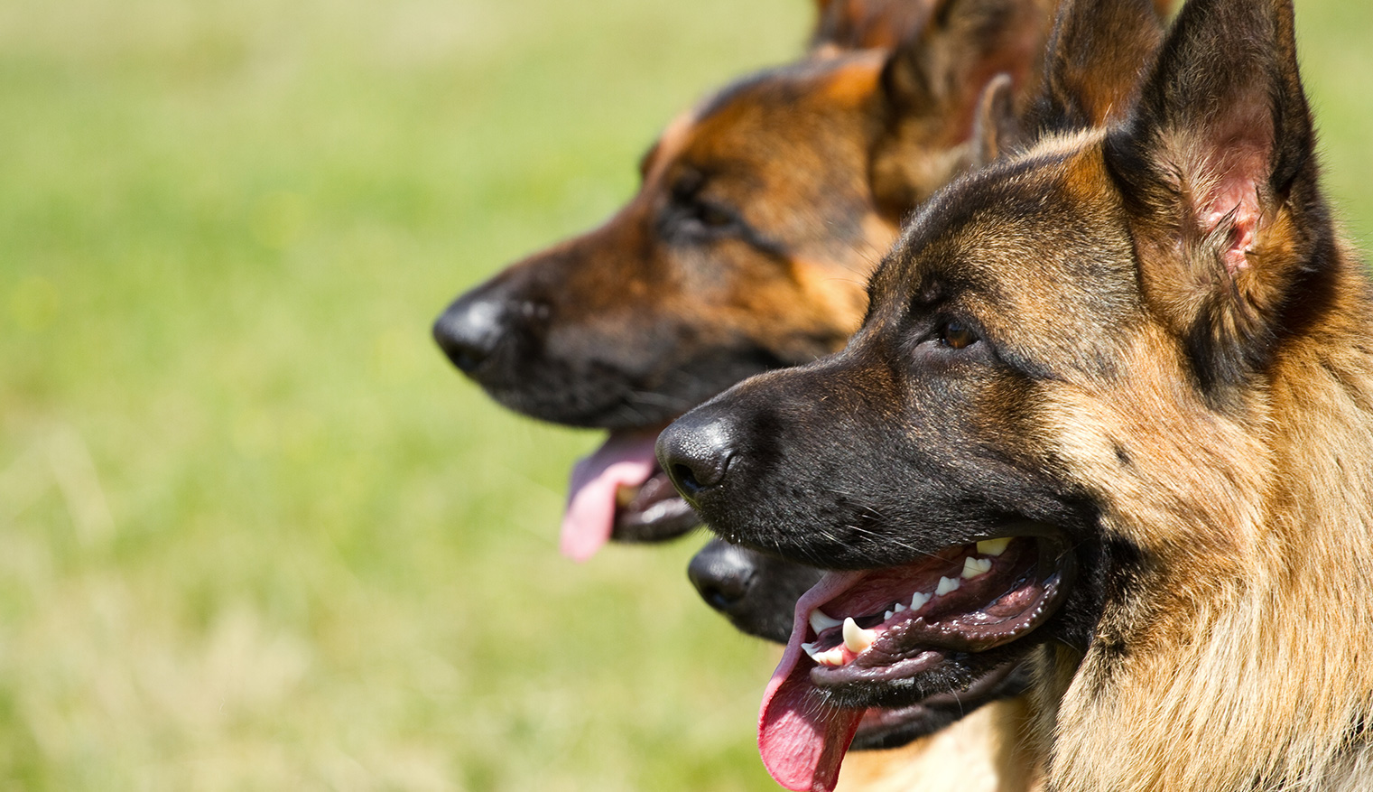 Security Dog Handlers London Dog Security London NASDU dog handlers London Dog Training