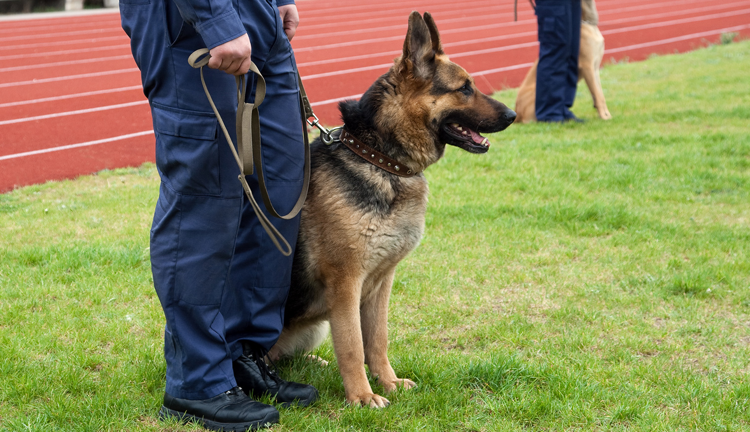 Security Dog Handlers London Dog Security London NASDU dog handlers London Dog Training
