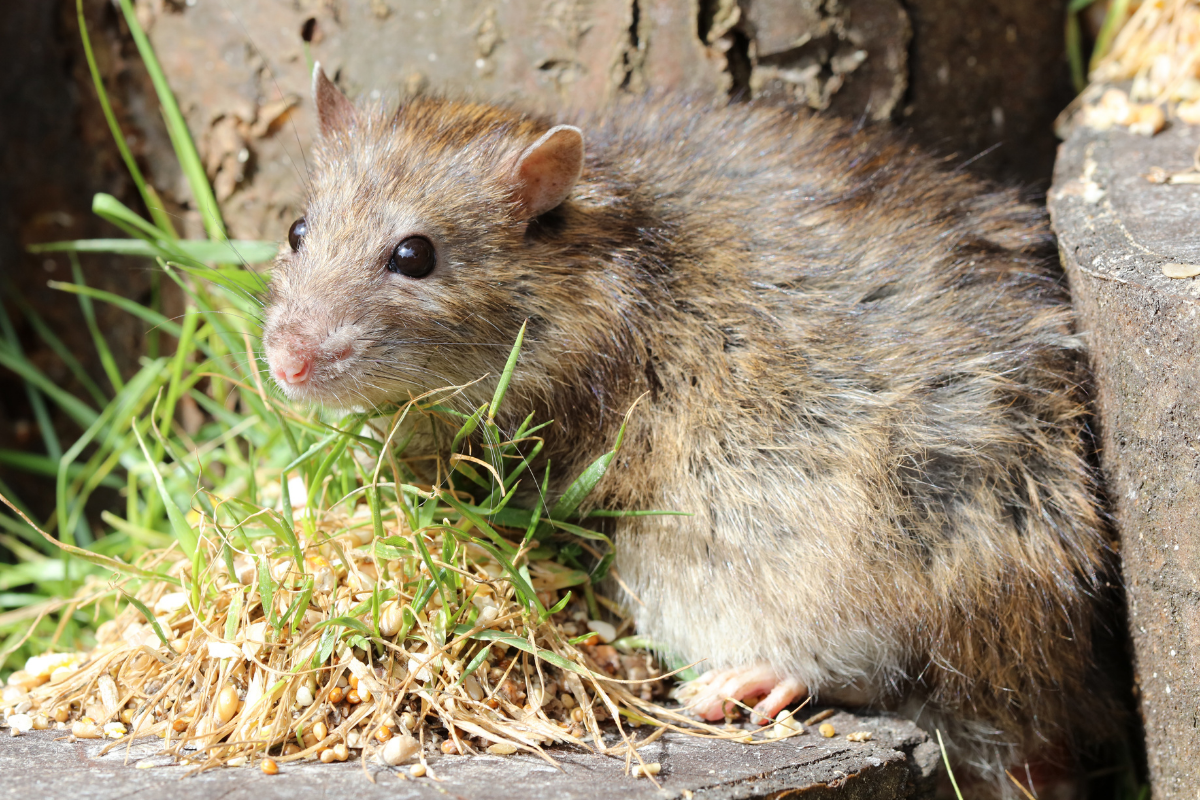 Norway Rat Action Pest Control Services