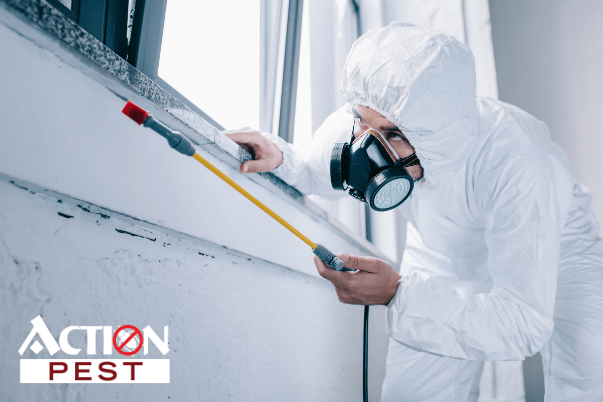 Pest Control — Why Do Pests Keep Coming Back Action Pest Control