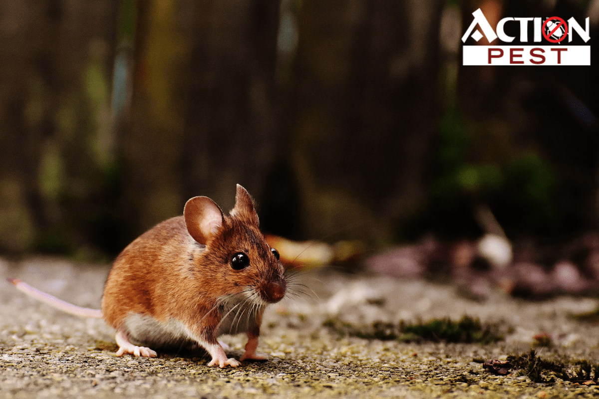 Can Mice Survive In The Cold? Action Pest Control Services