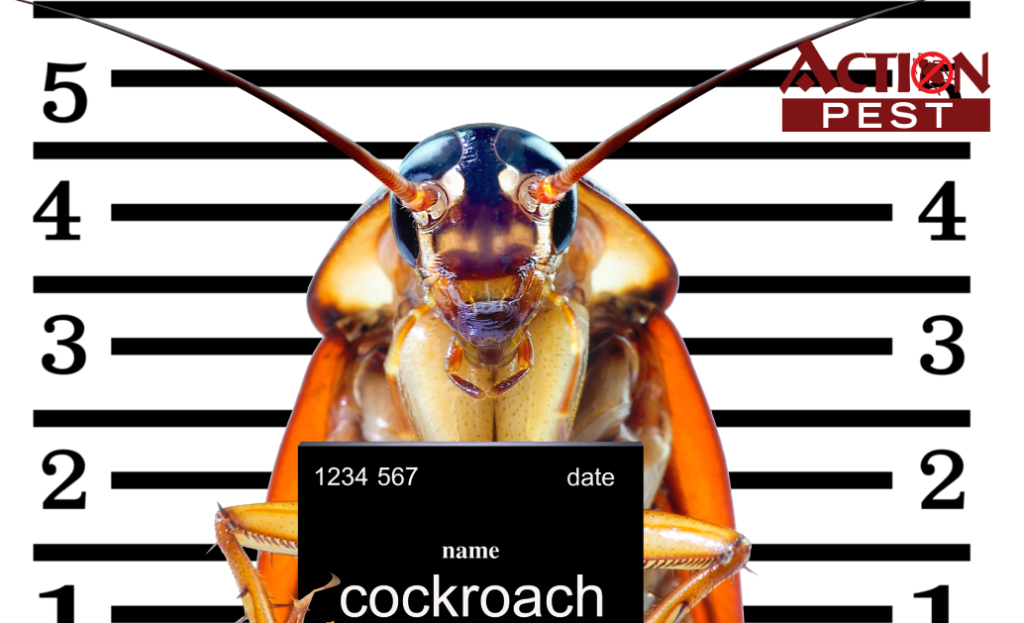 Action Pest Control Services5 Common Types of Cockroaches In Ontario