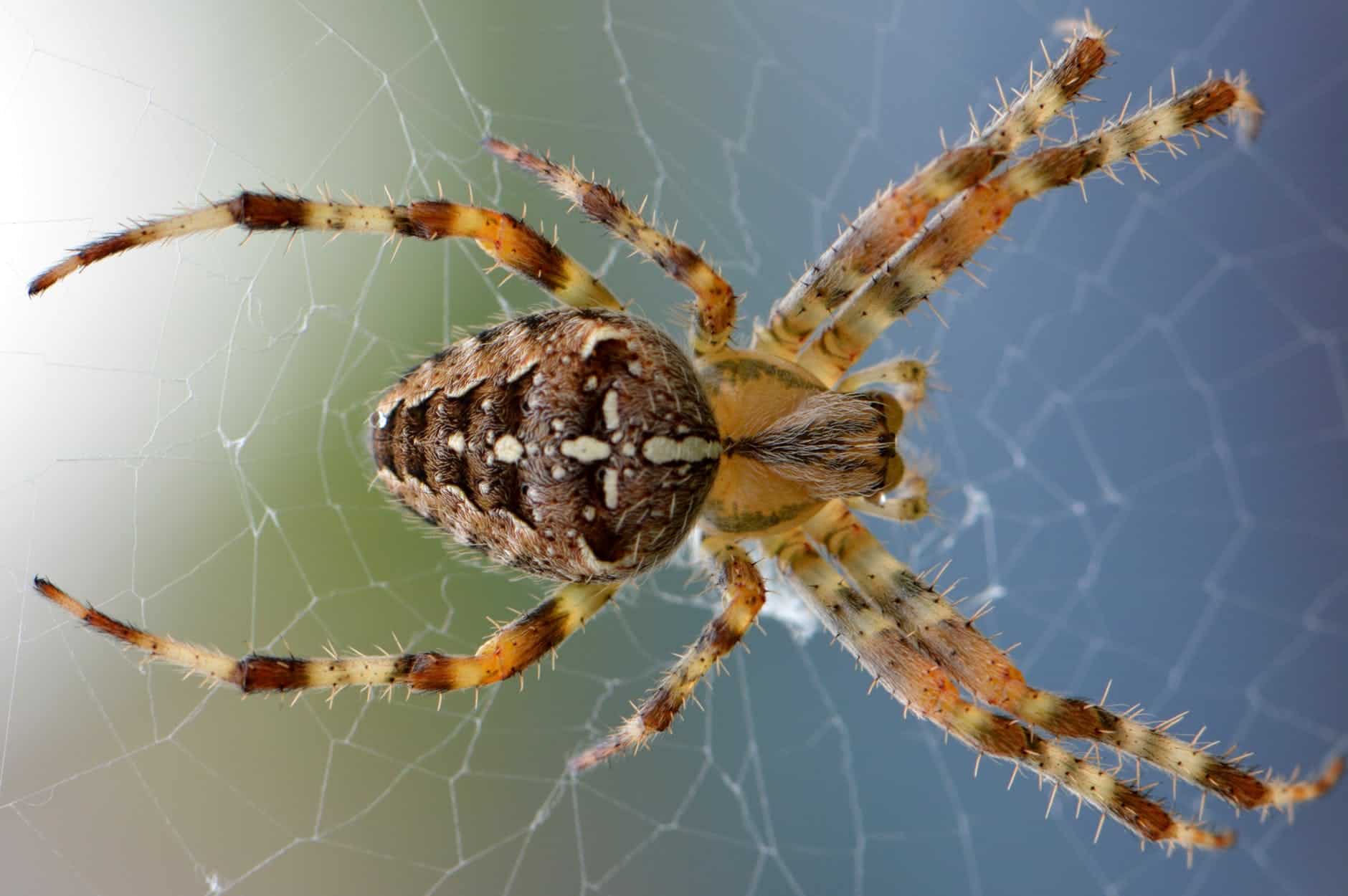 5 Types of Spiders to Watch out for Peoria AZ