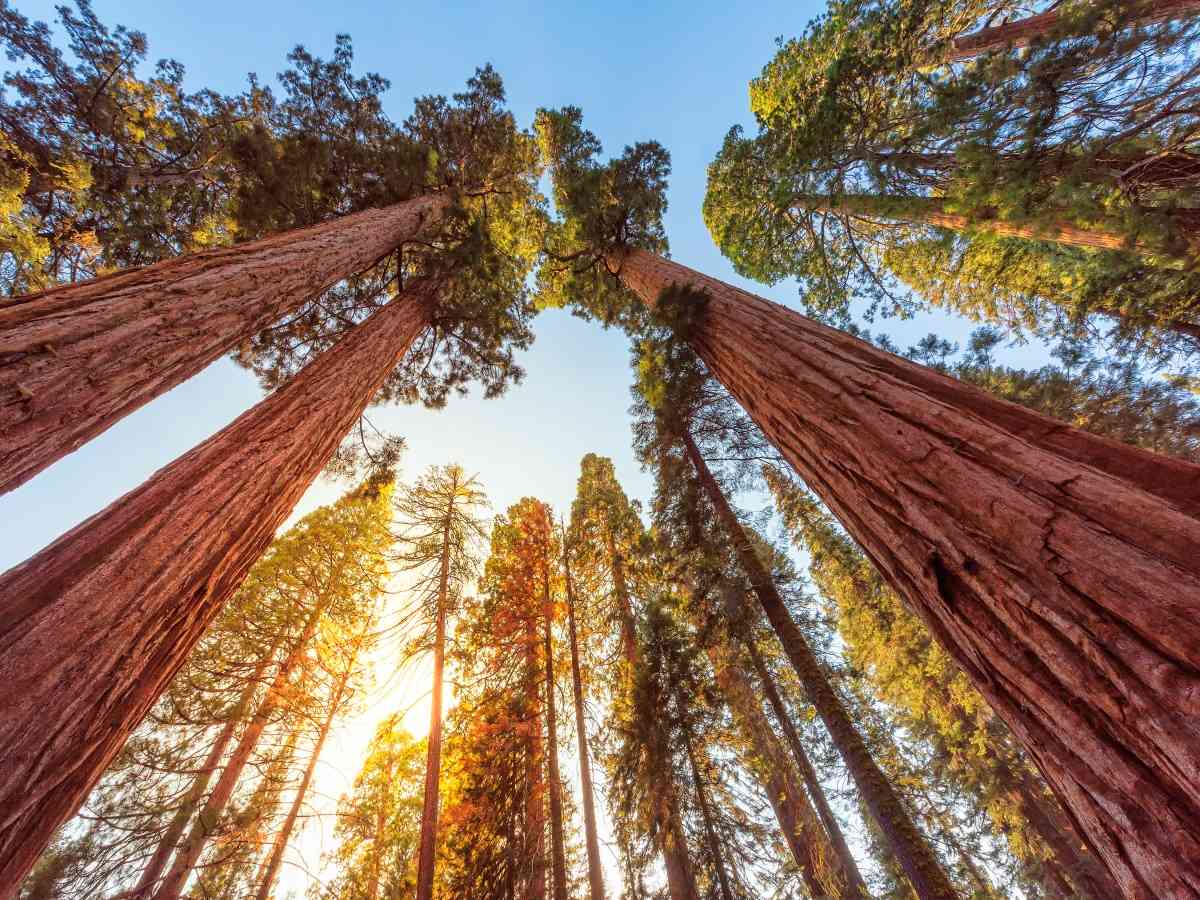 Sequoia & Kings Canyon National Park SelfGuided Driving Tour