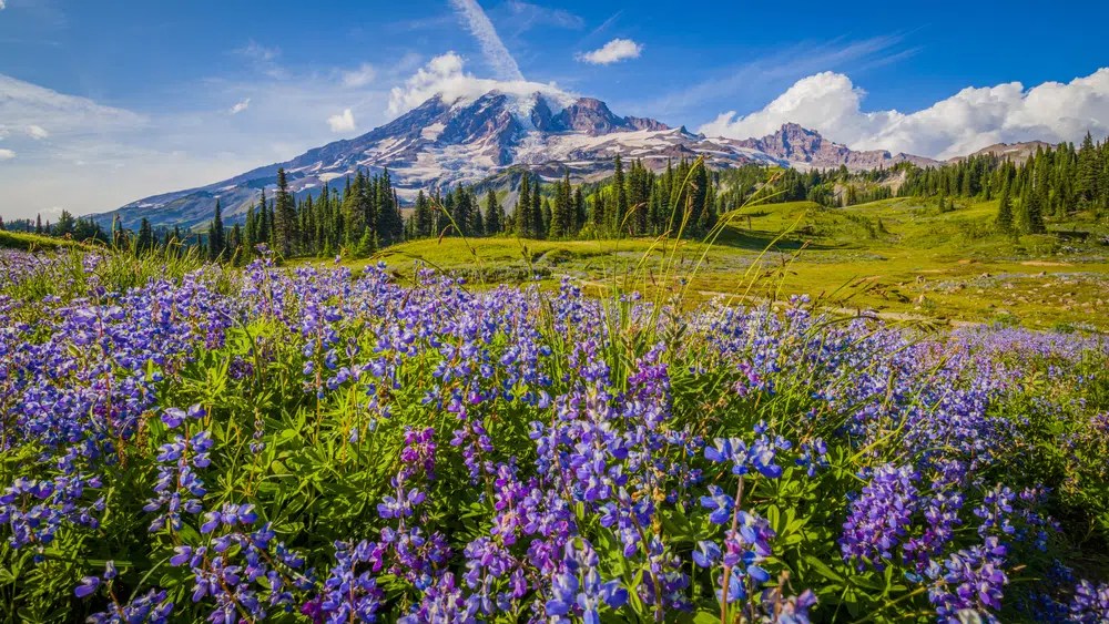 Discover Mt Rainier SelfGuided Driving Tour from Seattle