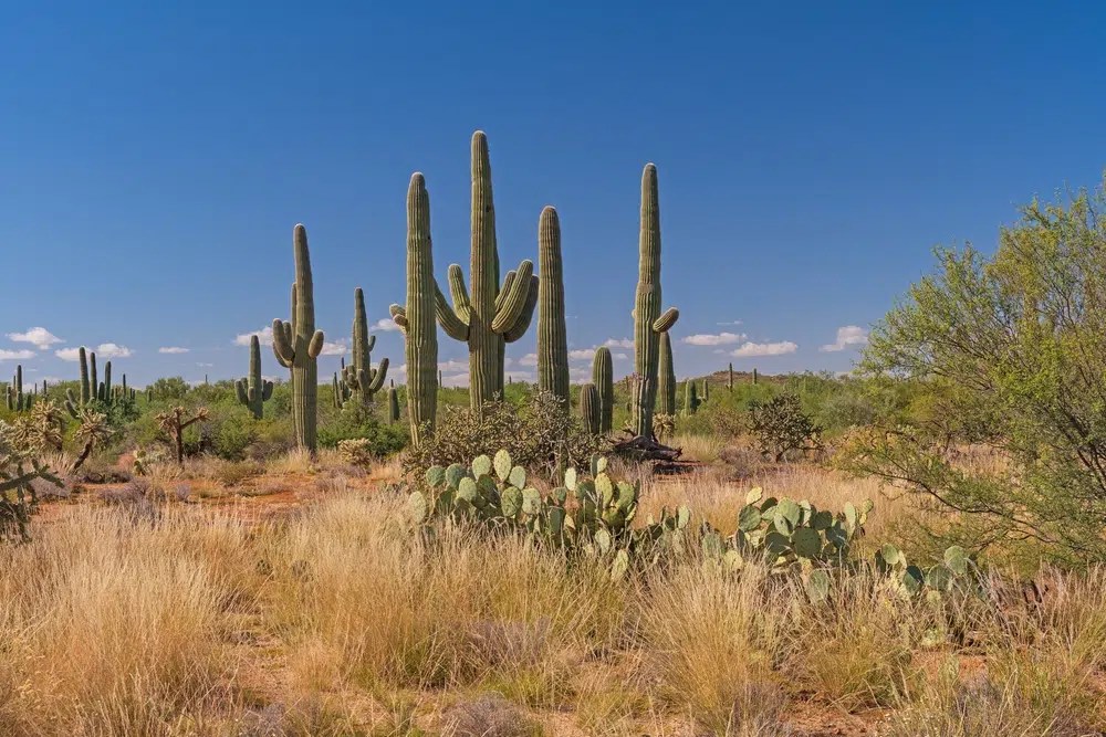 Saguaro East National Park Self Guided Driving Tour Action Tour Guide