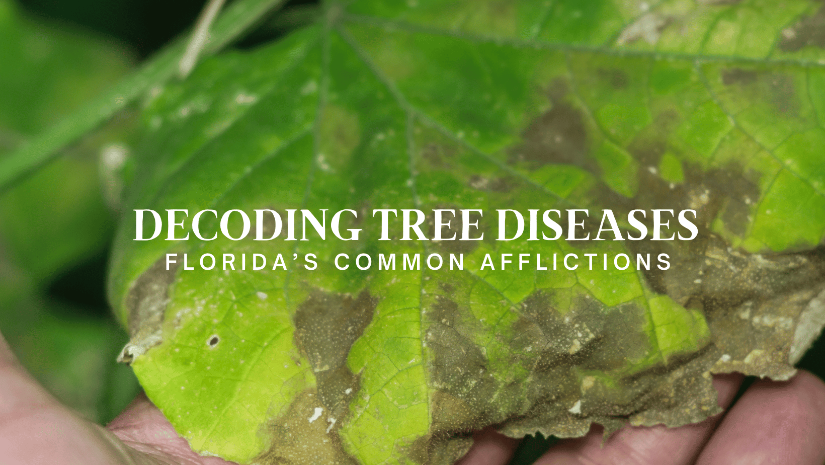 Decoding Common Tree Diseases in Florida Action Tree Care