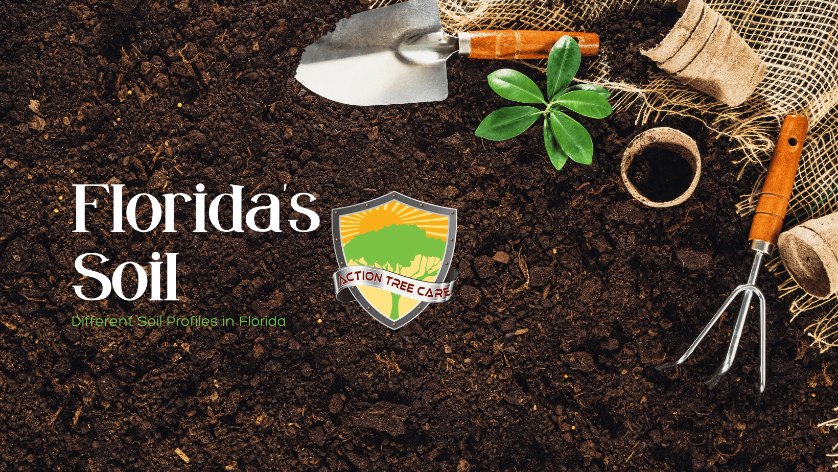 Florida's Soil Its Profile and Impact on Trees Action Tree Care