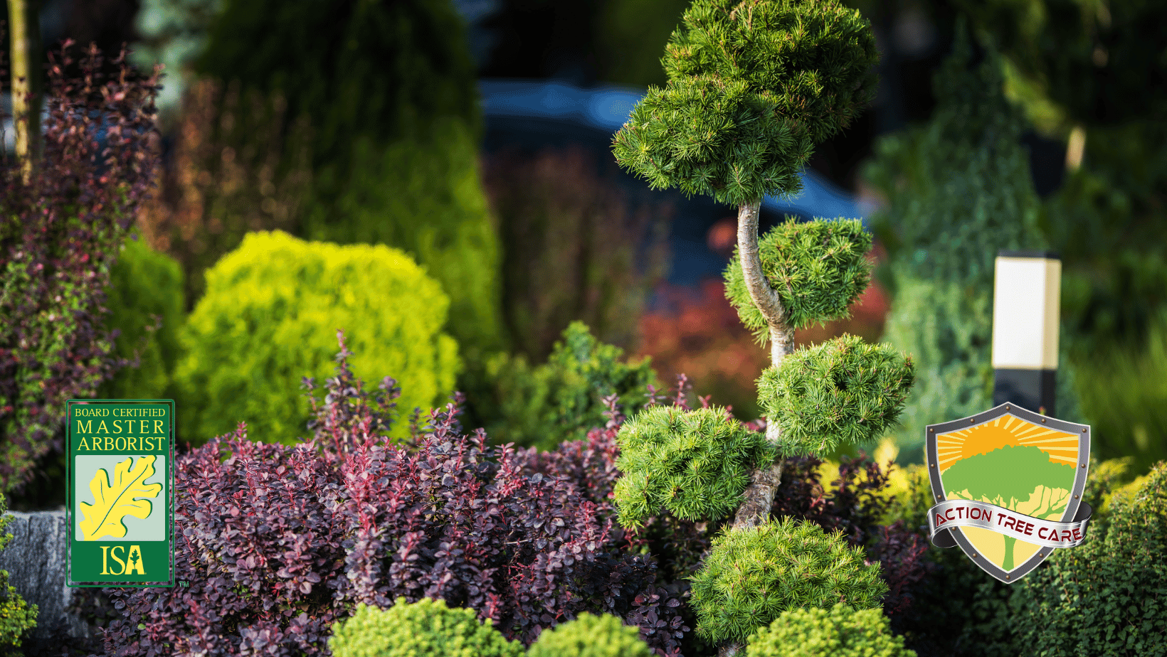 Ornamental Trees for Florida Landscapes Action Tree Care