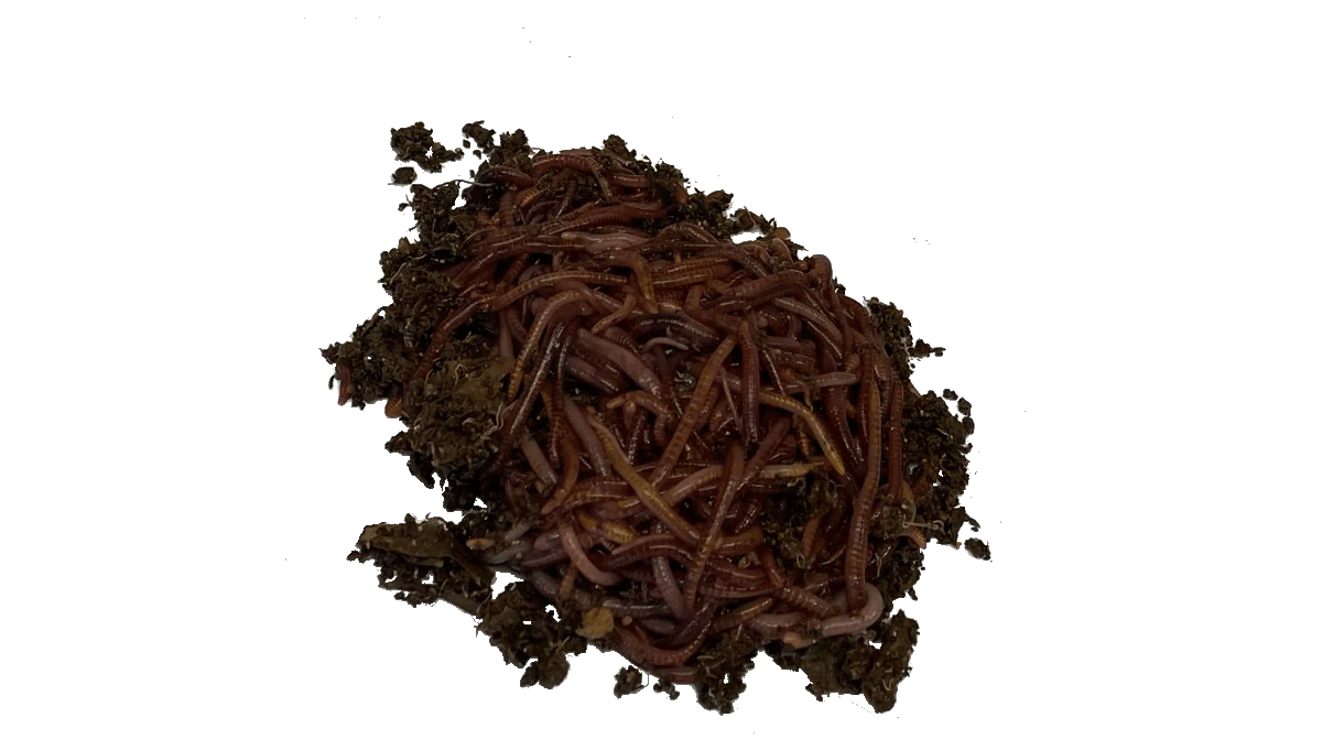 Vermiculture Field Trip Actium Composting Equipment