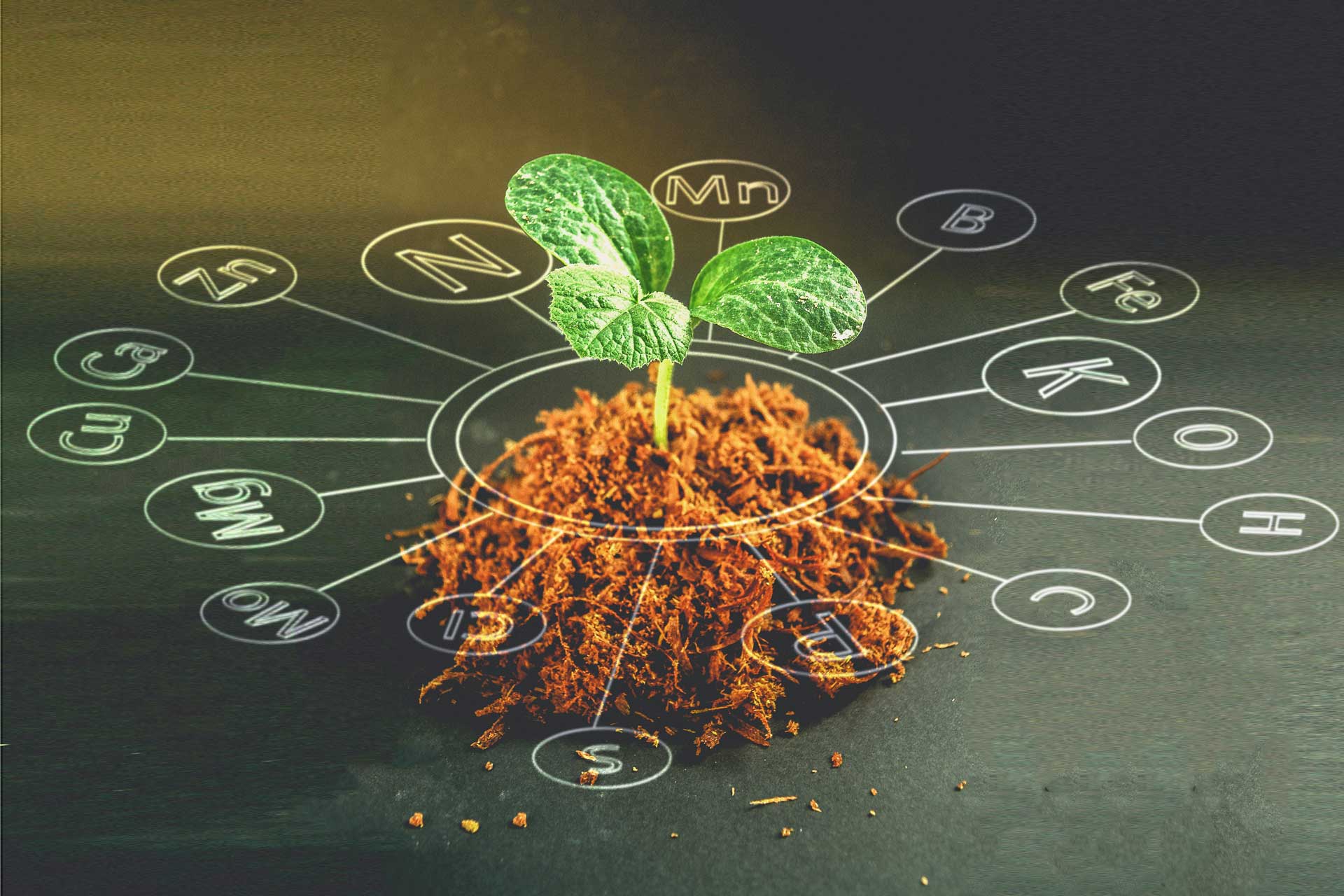Nitrogen Why Managing it Matters Active AgriScience