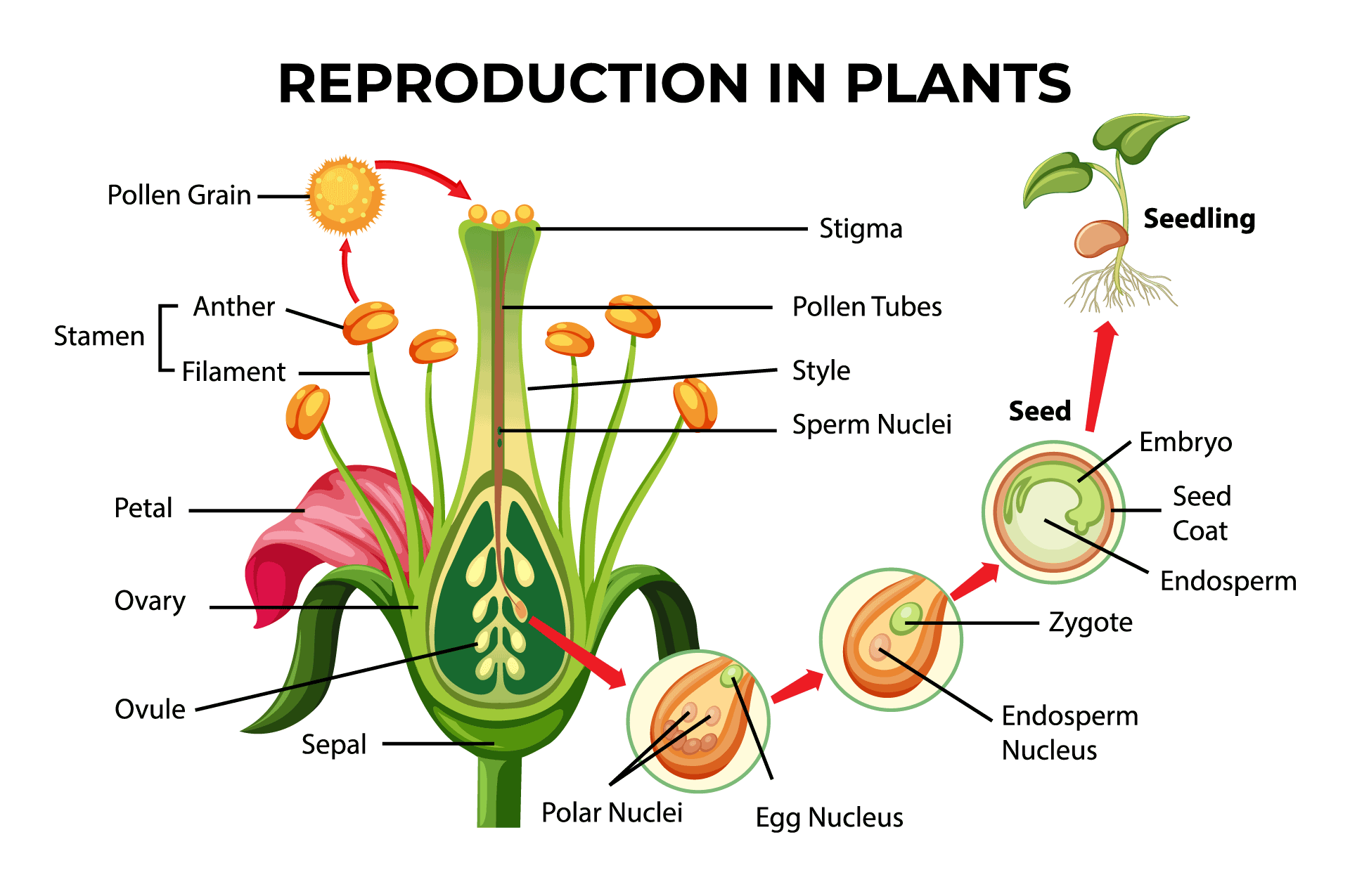 Why Pollinators are Important to Agriculture Active AgriScience