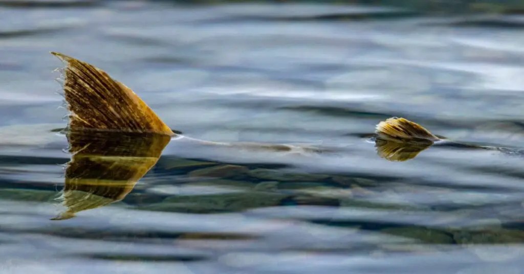 Australian Salmon Fishing Rigs Rig Bitten all about hobby