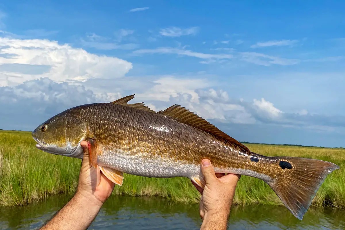 Redfish Surf Fishing Rigs Tips and Techniques for Successful Fishing Active At The Beach