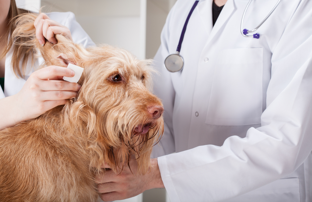 Ear Infection in Dogs Symptoms and Treatments ActiveBeat Your