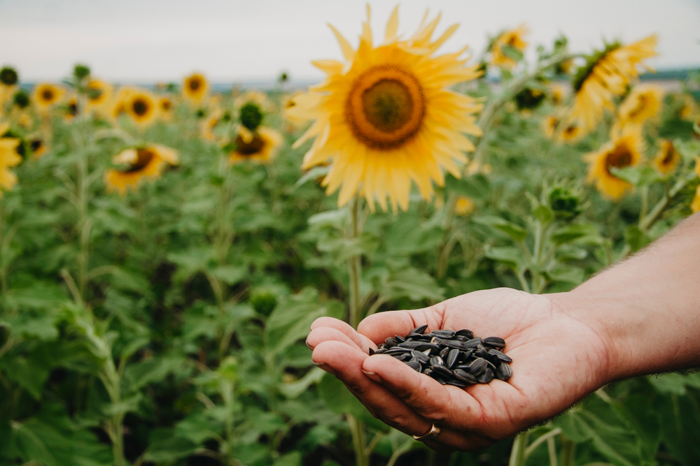The Health Benefits of Eating Sunflower Seeds ActiveBeat Your Daily