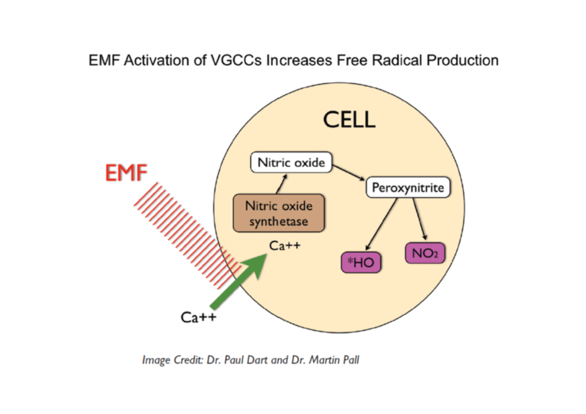 EMF’s ActiveCells®