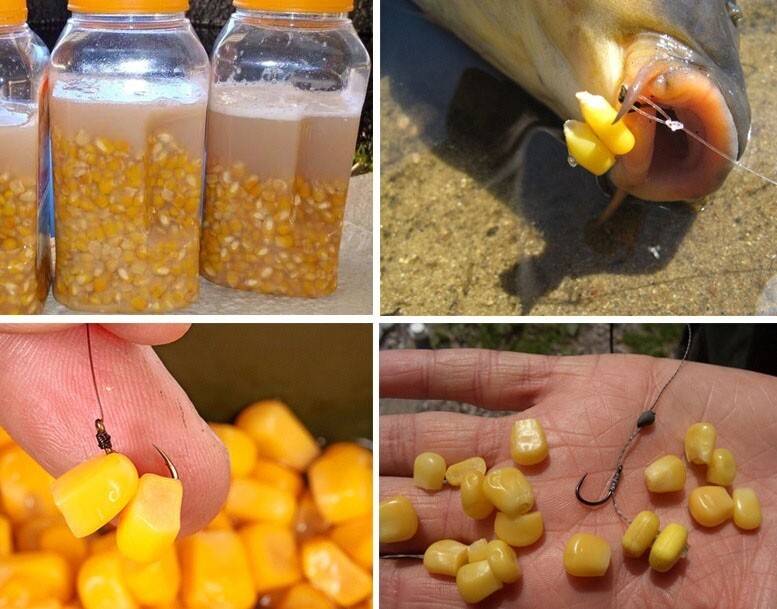 Ловля карпа на кукурузу выбор снасти, подготовка и как насаживать
