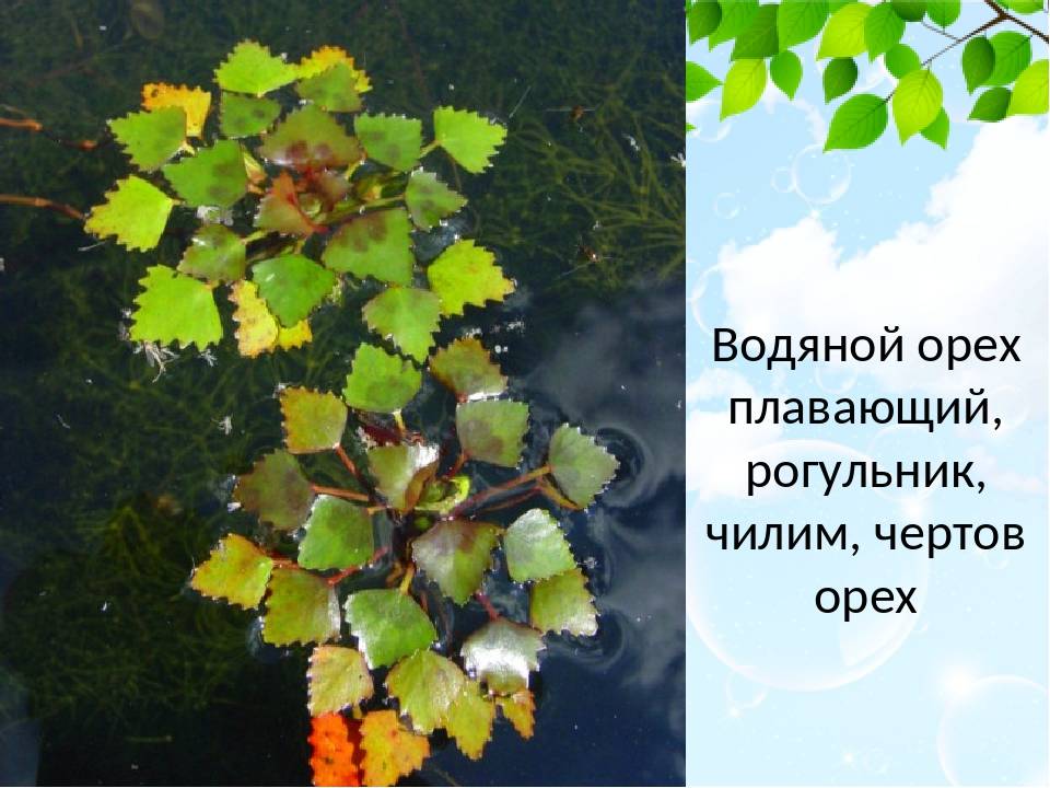 Водяной орех описание растения чилим, его полезные свойства и