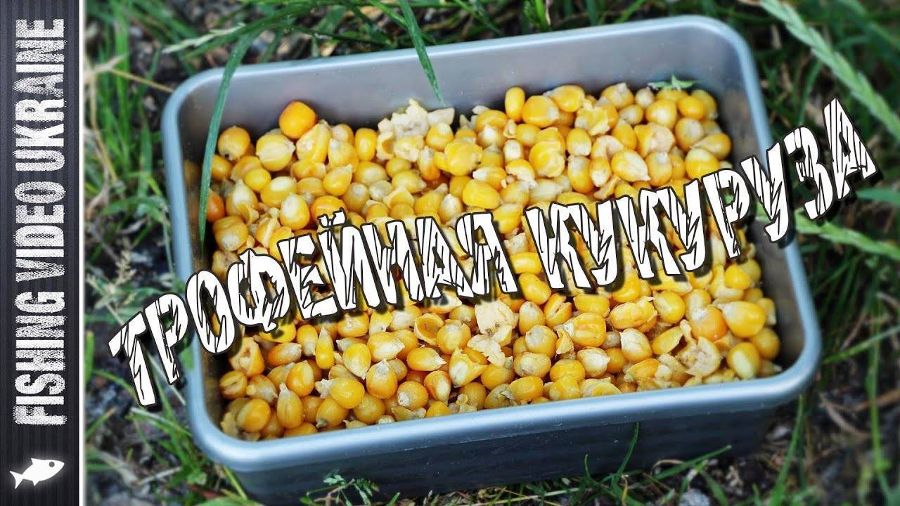 Как приготовить кукурузу для рыбалки рецепты, виды, способы