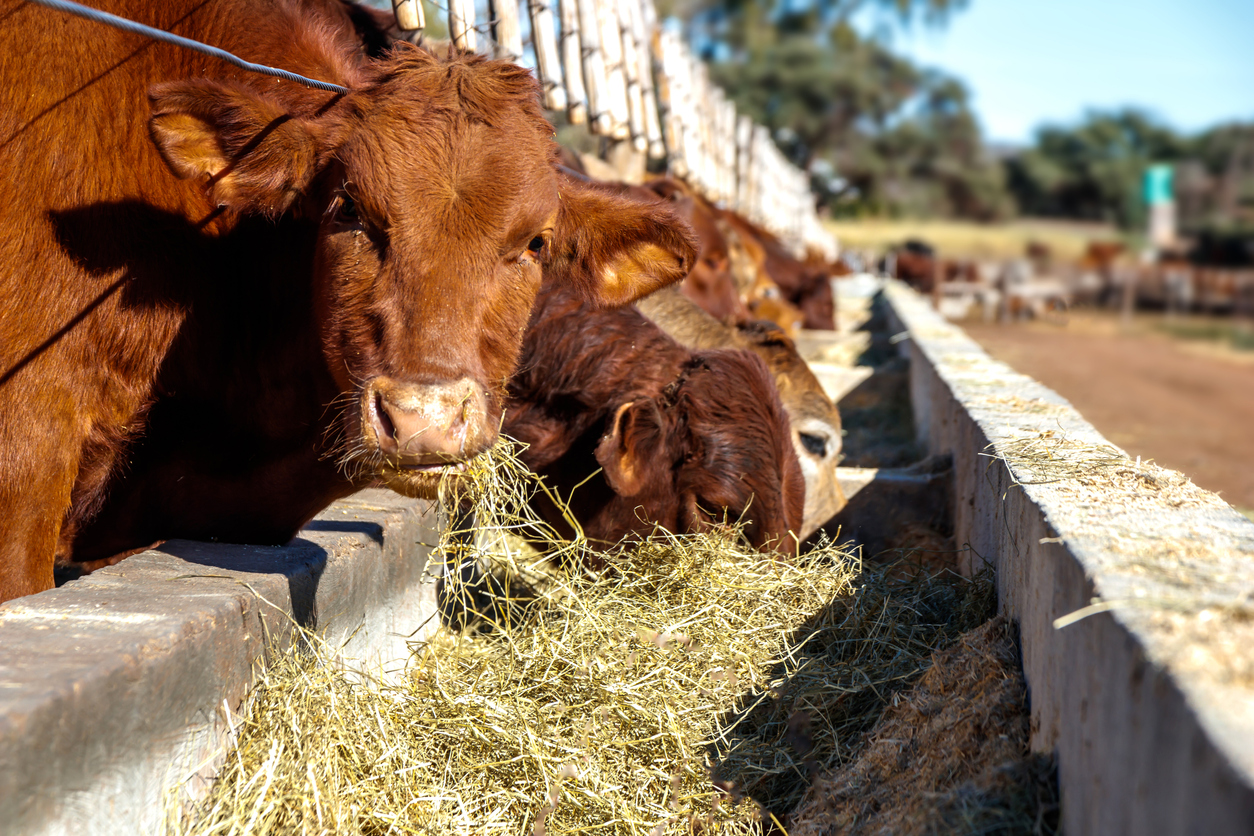 What Animals Eat Fertilizer at Irene Campbell blog