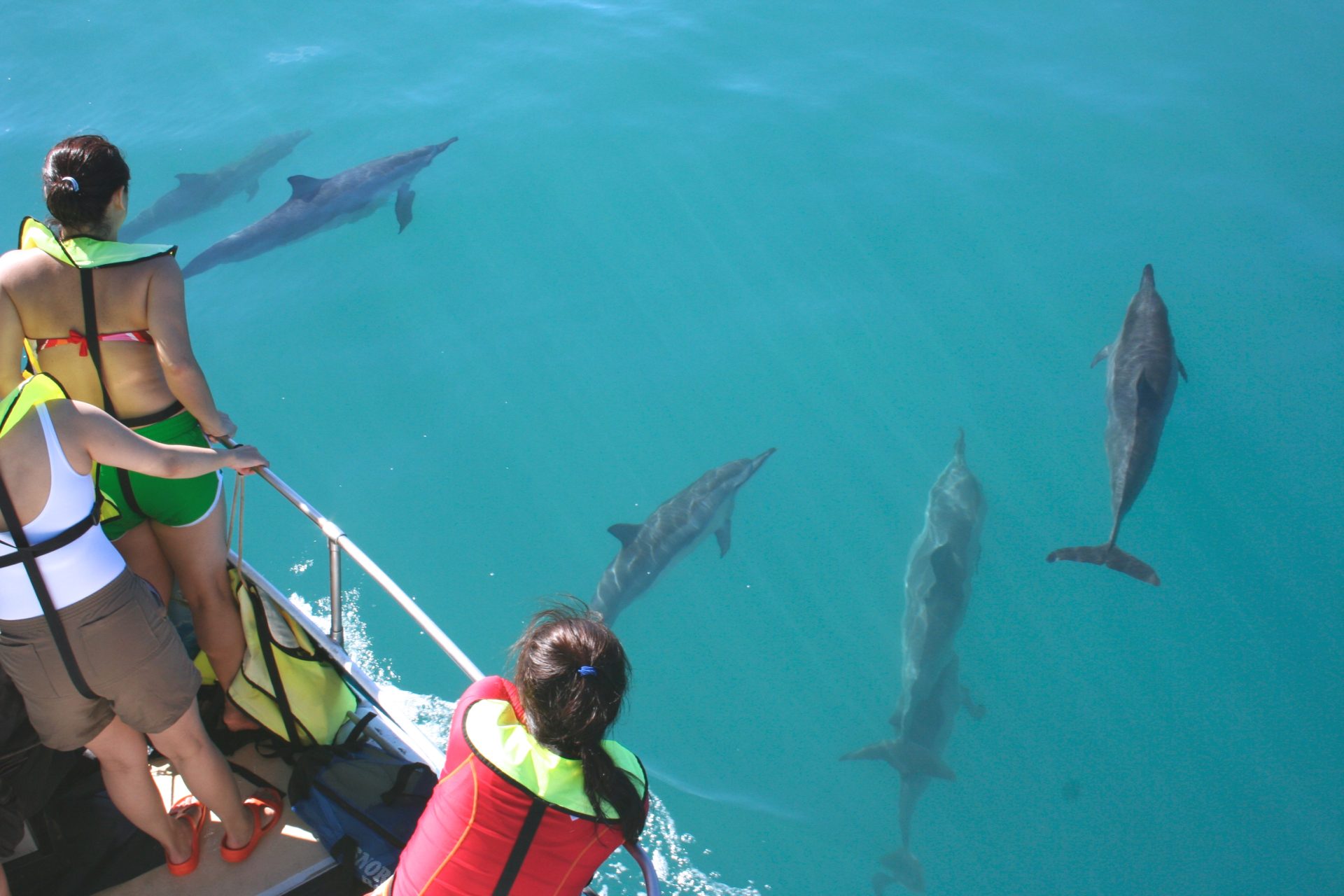 Dolphin Watching and Snorkeling Tour Active Oahu