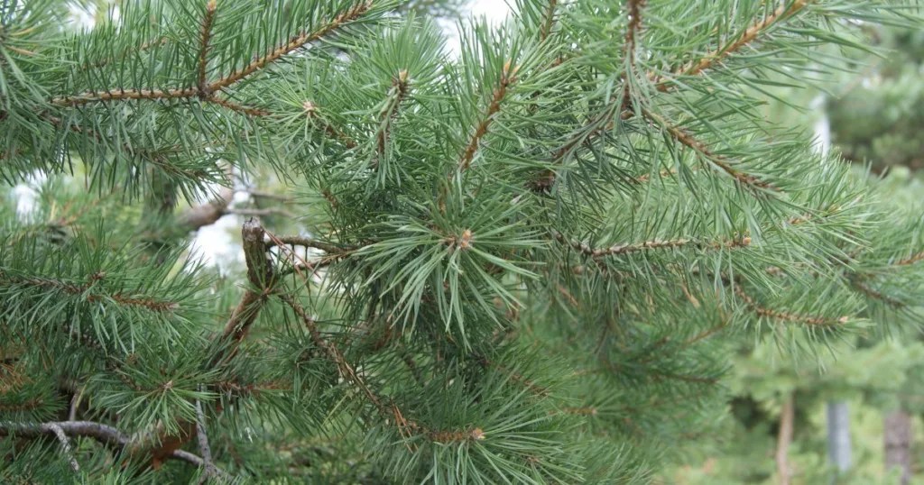 Where To Donate Your Christmas Tree After Christmas Active Parents