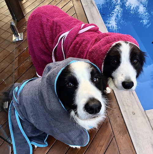 Dog Swimming Pool Fitness Sunshine Coast