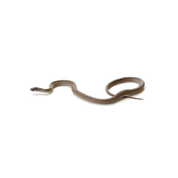 Brown Snake Identification, Habits & Behavior Active Pest Control