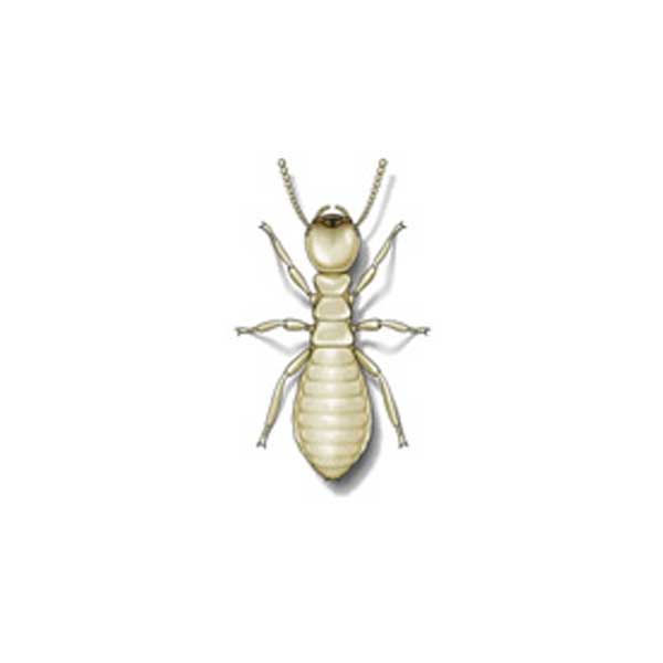 Eastern Subterranean Termite Active Pest Control Pest Control and Exterminator Services